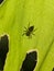 Vertical macro shot of a silhouette of a spider on a green leaf in sunlight