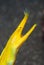 Vertical macro shot of a yellow Ribbon eel on a blurry gray background