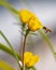 Vertical macro view of a bee collecting pollen in the meadow of common evening-primroses