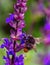 Vertical macro of a Western honey bee pollenating on the may night meadow sage flowering plant