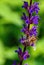 Vertical macro of a Western honey bee pollinating on the may night meadow sage flowering plant