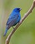 Vertical of male Indigo Bunting, Passerina cyanea