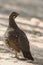 Vertical of Male Spruce Grouse, Falcipennis canadensis, in boreal forest