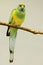 Vertical of a Mallee Ringneck, Barnardius zonarius