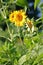 Vertical Medium view of Dwarf Sunflowers