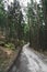 Vertical mesmerizing shot of a beautiful old dirt road in the deepest part of a forest