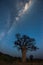 A vertical Milky Way night sky photograph with a Baobab