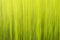 Vertical motion blur grass abstract