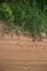 Vertical muddy jungle road with leafy vegetation at top