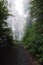 Vertical mystic shot of a wondrous forest road surrounded by dense vegetation