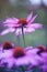 vertical natural background with beautiful pink flowers Echinacea bloomed in the summer garden