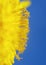 Vertical natural background with bright yellow semicircle sunny dandelion flower close up covered with honey pollen blossomed on a