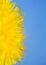 Vertical natural background with a half circle bright yellow spring Sunny dandelion flower close up covered with honey pollen