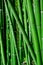 Vertical natural bamboo wallpaper. Green background