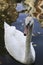 Vertical natural isolated close up shot of a beautiful and graceful adult mute swan Cygnus olor with white feathers, swimming in