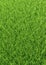 Vertical natured green grass golf field paper background