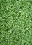 Vertical natured green grass golf field paper background