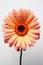 Vertical orange gerbera flower with long stem isolated over white background