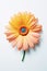 Vertical orange gerbera flower with long stem isolated over white background