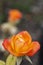 Vertical Orange rose portrait