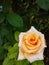 Vertical orange rose with water droplets green leaf blurred background d