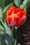 Vertical Orange Tulip