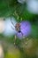 Vertical Orb Spider sitting in web with purple flower in background