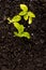 Vertical overhead image of green seedlings in dark soil with fertiliser, with copy space