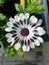 Vertical overhead shot of a blooming trailing African daisy flower