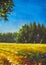 Vertical painting sunny summer landscape illustration field and forest