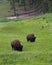 Vertical Pair of Bison