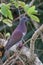 Vertical of Pale-vented Pigeon, Patagioenas cayennensis