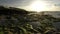 Vertical pan of tide going out at sunset to reveal rock pools and seaweed