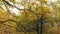 Vertical panorama in an autumn oak grove with oaks with bright yellow leaves