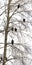 Vertical panorama format photo of some Bald Eagles sitting on a tree over white background, British Columbia ,