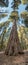 Vertical Panorama of Giant Sequoia