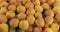 Vertical panorama of a heap of fresh, ripe apricots.