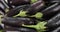 Vertical panorama of a heap of fresh, ripe aubergine in drops of water.