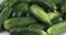 Vertical panorama of a heap of fresh, ripe cucumbers.