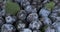 Vertical panorama of a heap of fresh, ripe plums.