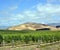 Vertical Panorama of Marlborough Sauvignon Blanc Vineyard & Hills