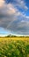 Vertical panorama with rainbow