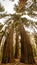 Vertical Panorama of Sequoia Trees Reaching Skyward