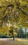 Vertical panoramic image, Yellow crowns, Panorama of first days of autumn in a park, blue sky, Buds of trees, Trunks of