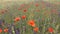 Vertical panoramic slow motion by colorful field with wild flowers and ears of wheat in a cloudy day. Slow motion, Full