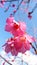 Vertical panoramic view of a bunch of blooming cherry blossom flowers with sunlit pink petals