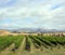 Vertical Panoramic view of Marlborough Sauvignon Blanc Vineyard