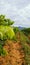 Vertical panoramic view of vineyard bushes