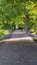 Vertical Paved road running under a vibrant green canopy of tree leaves on a sunny day