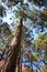Vertical perspective of pine tree